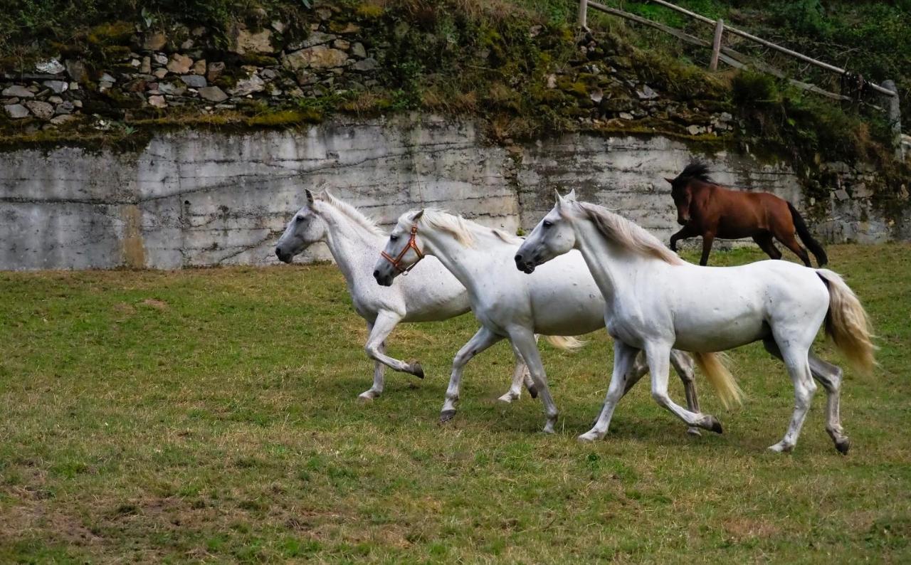 Hotel Rural Las Montanas De Pumar Besullo Eksteriør billede